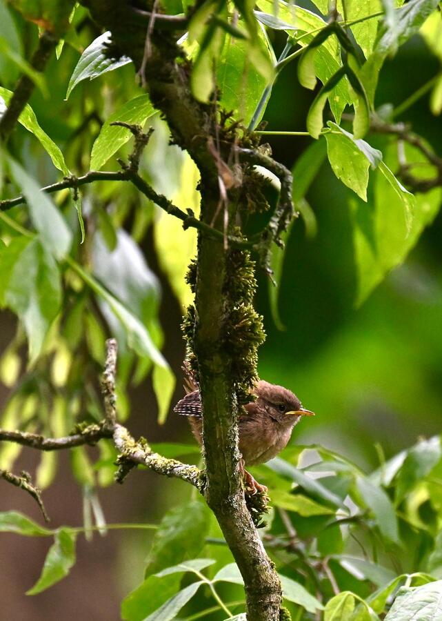 2026-06-01 1 Wren chick